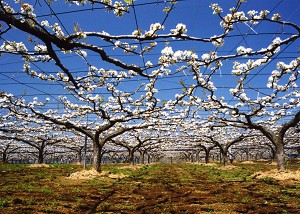 春の梨畑